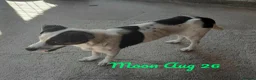 Mixed Breed dogs for adoption: Moon, 1.5 yrs approx. Available for adoption. - Advert 2