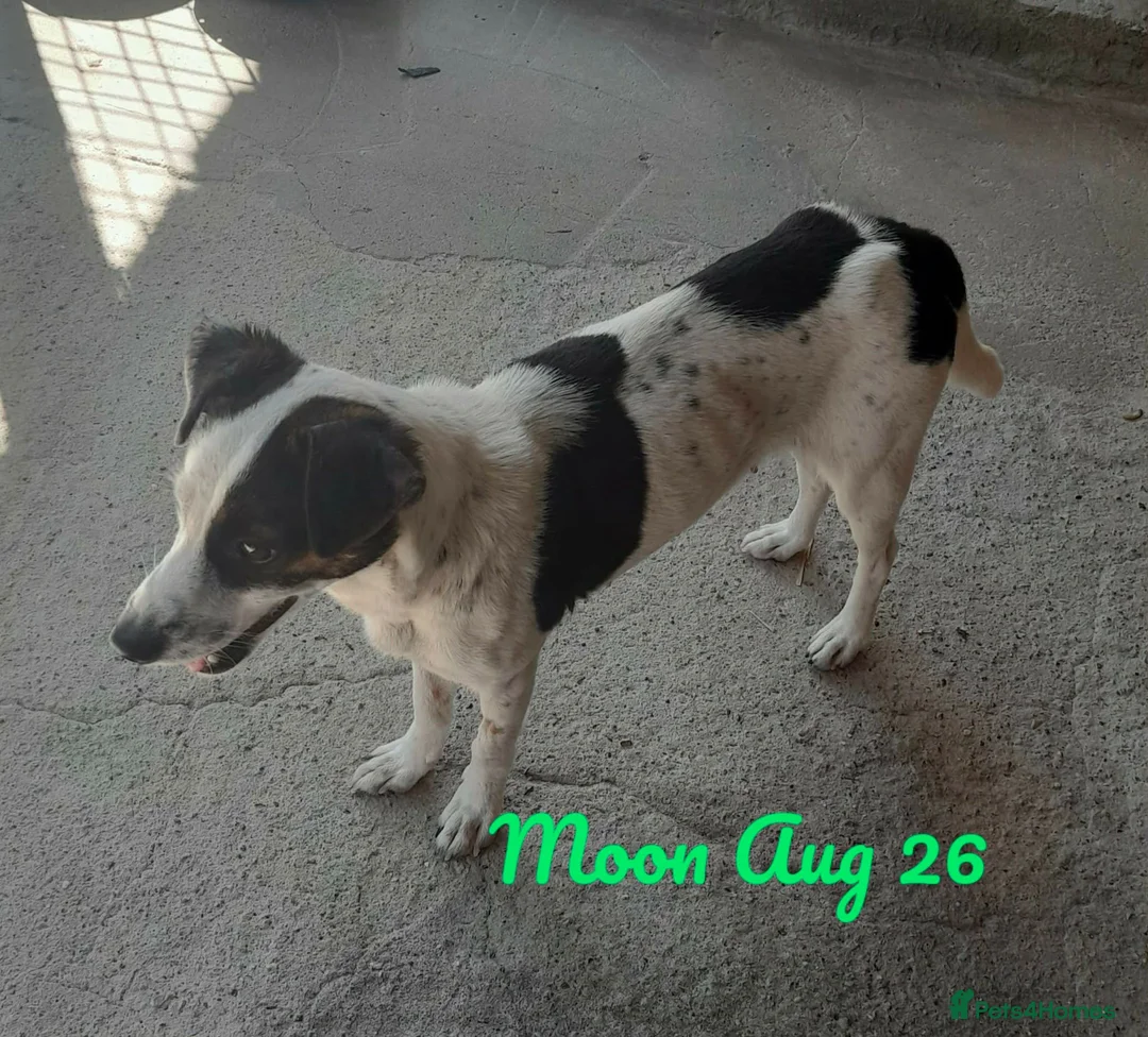 Mixed Breed dogs for adoption: Moon, 1.5 yrs approx. Available for adoption. - Advert 2