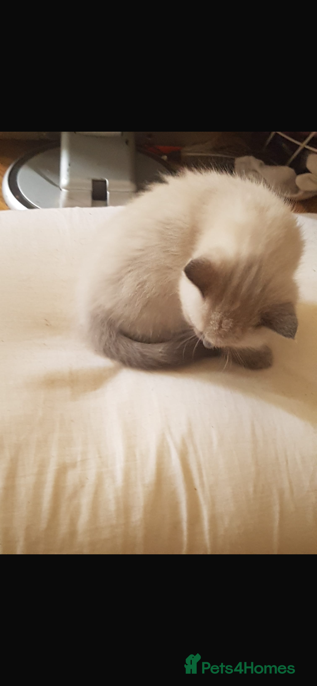 Ragdoll cats for sale: Half rag doll for sell  - Image 13