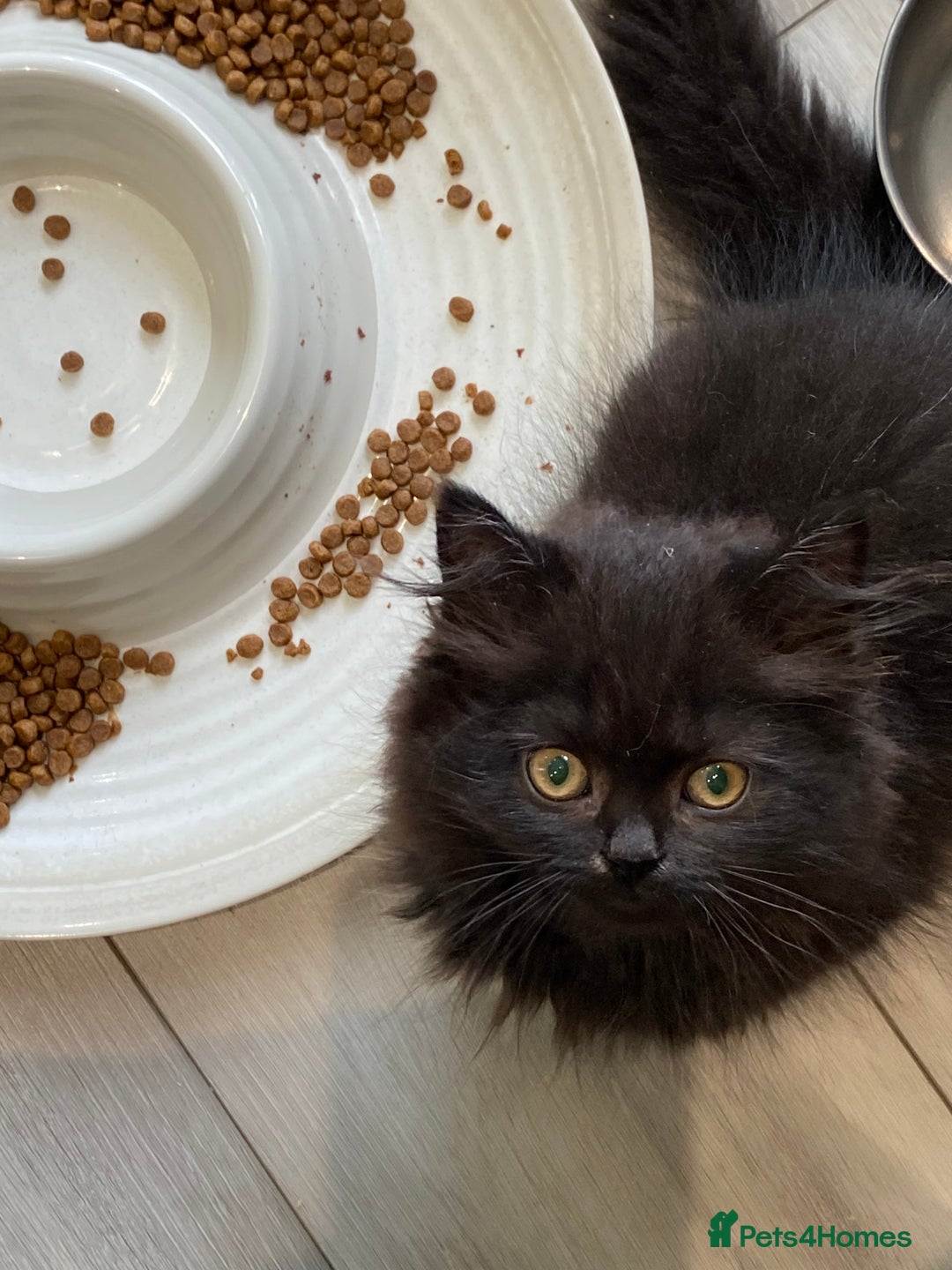 Selkirk Rex cats for sale: Beautiful selkirkrex babies - Image 17