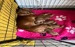 Cocker Spaniel dogs for sale: Stunning Golden Cocker Spaniel boys -health tested - Image 5