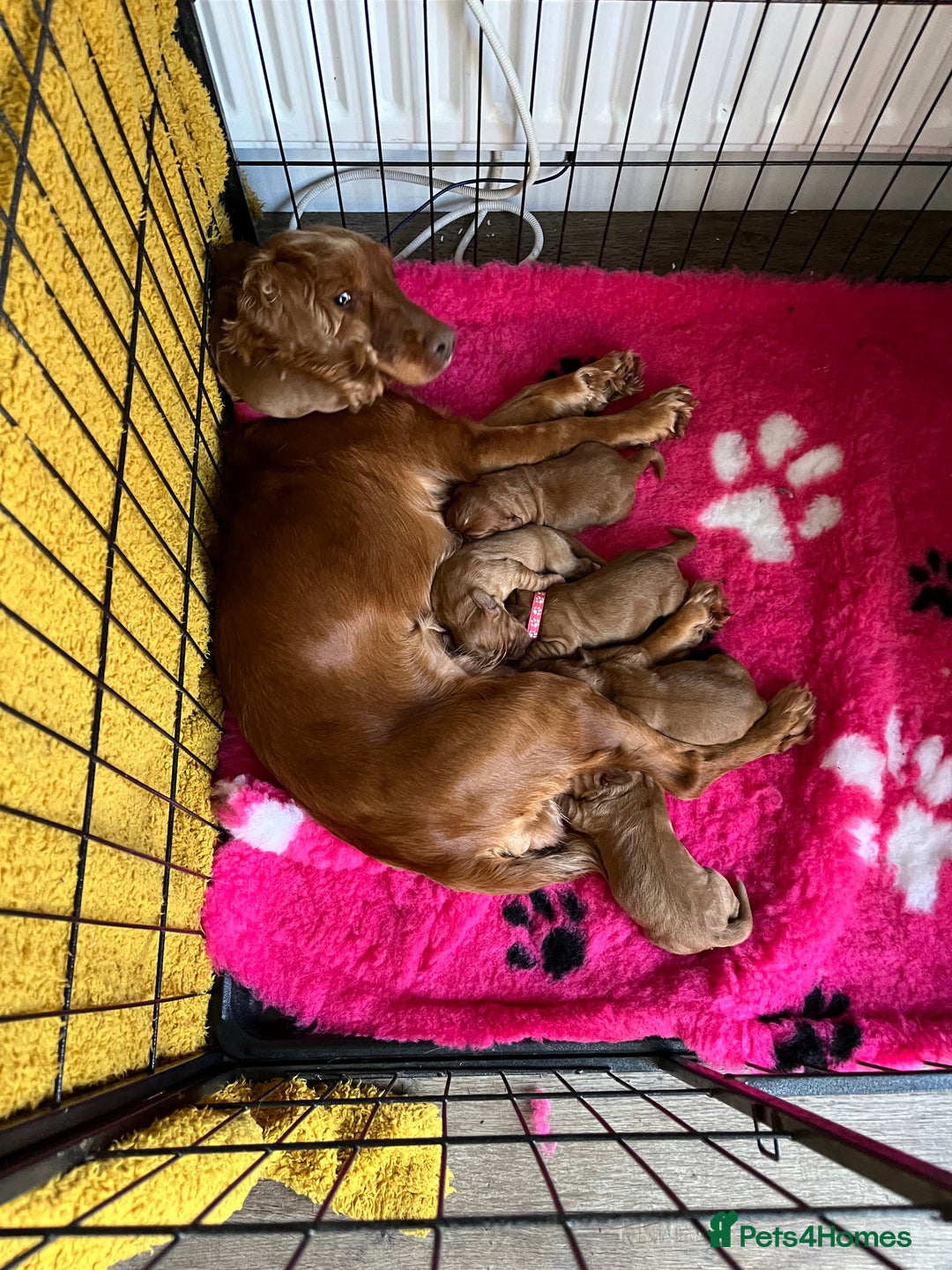 Cocker Spaniel dogs for sale: Stunning Golden Cocker Spaniel boys -health tested - Image 5