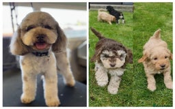 Cockapoo dogs for stud: PROVEN Cockapoo Studs-Chocolate Merle & Red PROVEN in Stafford - Image 1