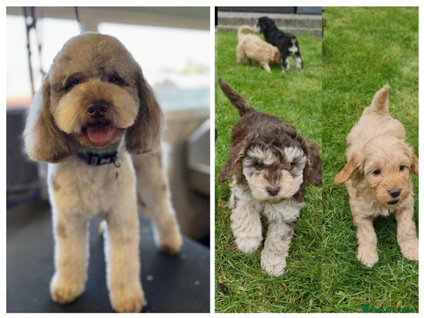 Cockapoo dogs in Stafford - Advert 1