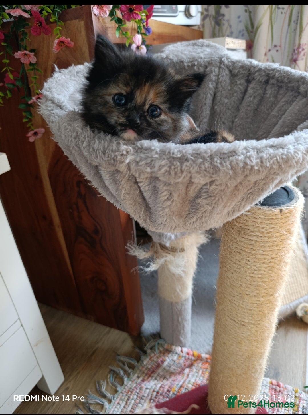 Mixed Breed cats for sale: 3 girls and a boy. - Advert 2