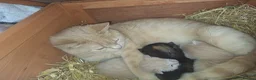 Mixed Breed cats for sale: Sweet British shorthair cross bengal kittens - Advert 2