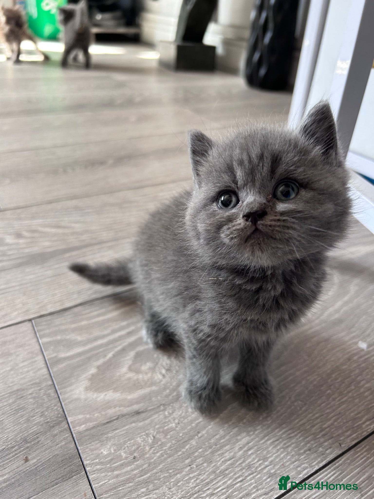British Shorthair cats BSH KITTENS 💕💙 - Advert 18