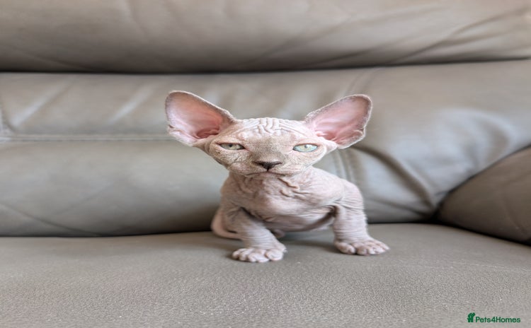 Sphynx cats - Advert 11