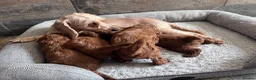 Cavapoo dogs for sale: Toy cavapoo puppies - Advert 2
