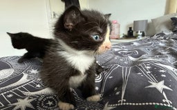 Domestic Shorthair cats for sale: 6 beautiful babies 5 boys and 1 girl - Image 5