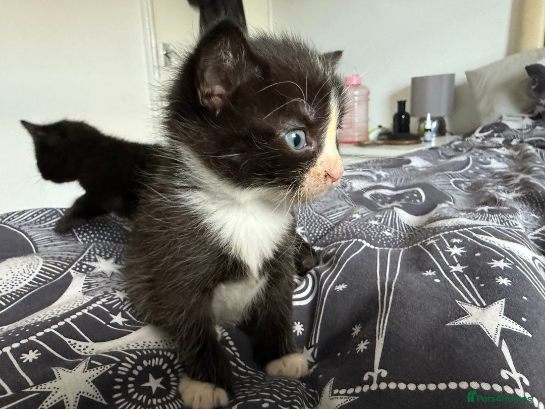 Domestic Shorthair cats for sale: 6 beautiful babies 5 boys and 1 girl - Image 5