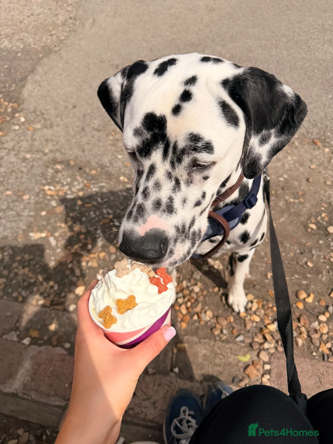 Dalmatian dogs for sale: Goose| 11month old Dalmatian  in Warrington - Advert 11