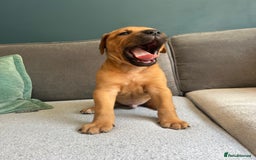 Mixed Breed dogs for sale: Puppies looking for forever homes 🏡 - Image 8