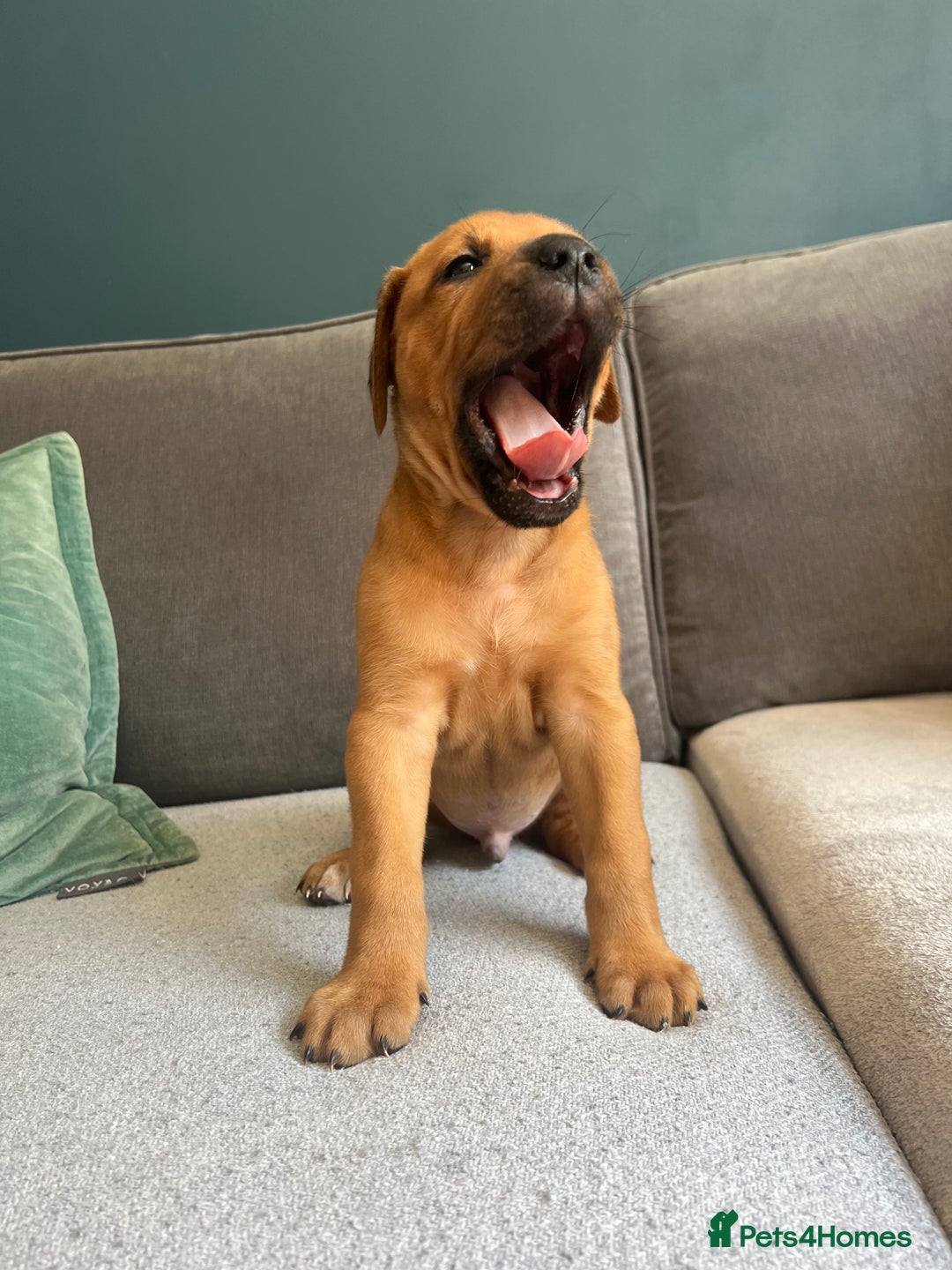 Mixed Breed dogs for sale: Puppies looking for forever homes 🏡 - Image 8