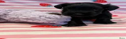 Miniature Schnauzer dogs for sale: Beautiful kc Reg mini schnauzers pups available. - Advert 9