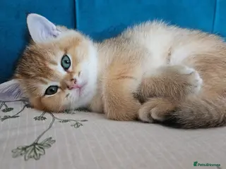 Scottish Fold cats TICA reg😼LAST STUNNING BOY LEFT😼FOR RESERVATION - Advert 8