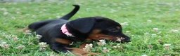 Dobermann dogs for sale: Quality European Dobermann Puppies - 2 Remaining - Advert 14
