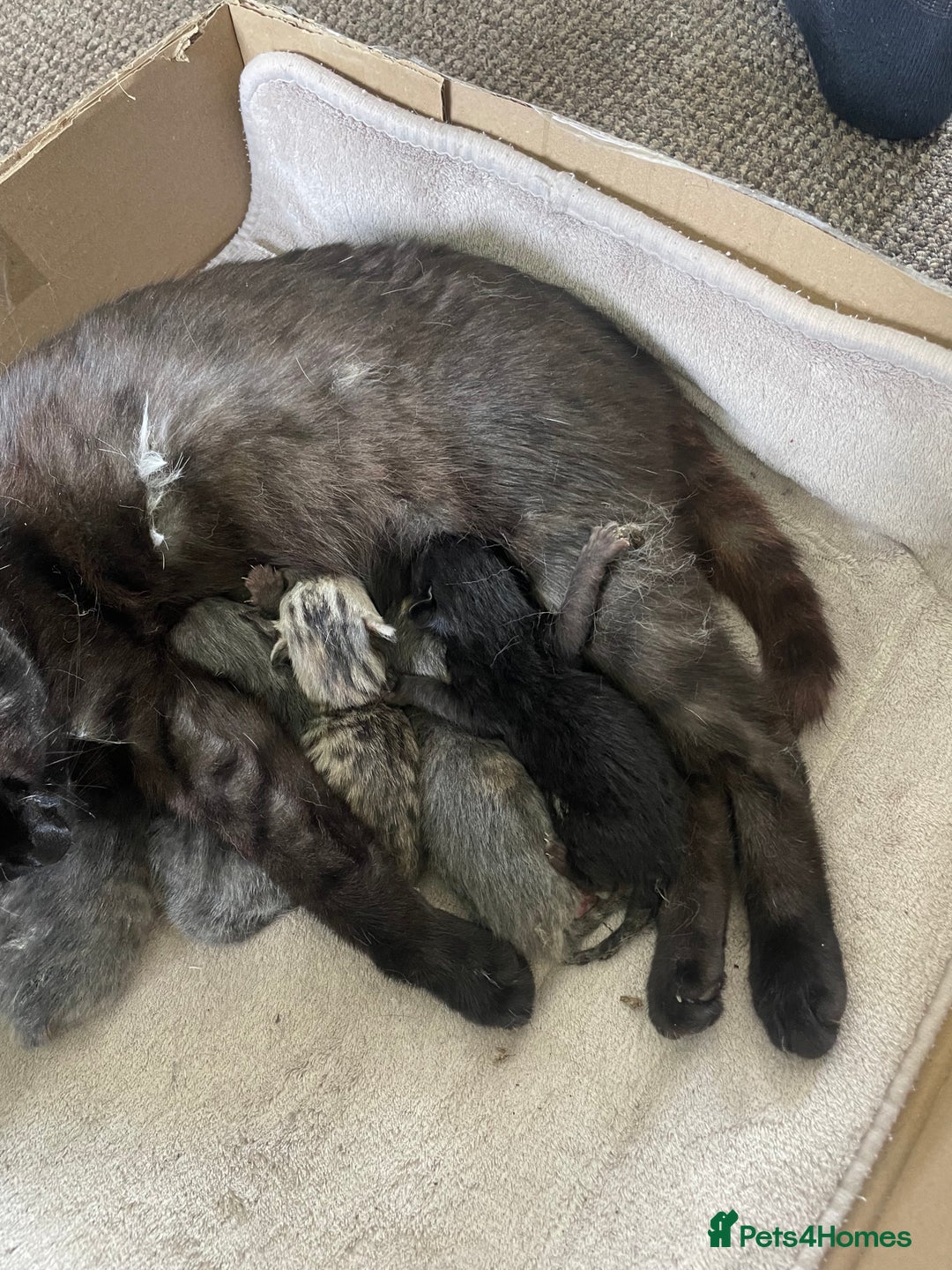 Mixed Breed cats for sale: Kittens for Sale - Image 2