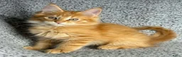 Maine Coon cats for sale: GCCF Maine Coon Kittens.  - Advert 5
