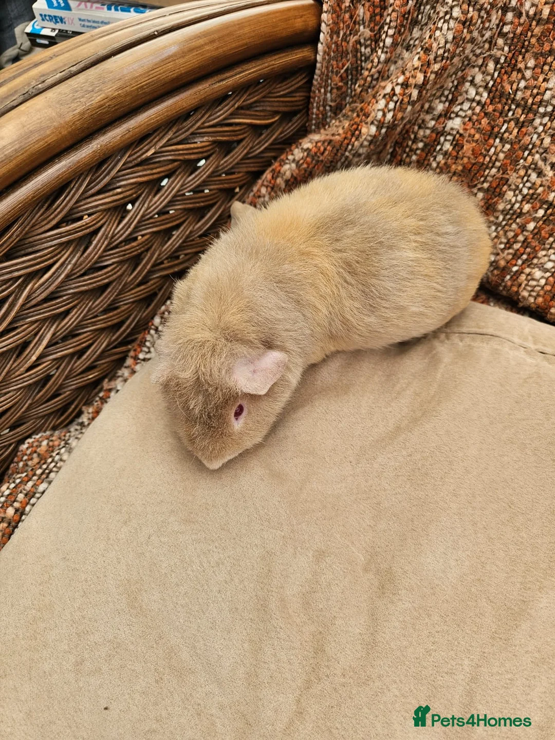 Guinea Pig rodents for sale: 2 male teddy guinea pigs - Advert 4