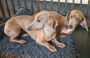Miniature Dachshund dogs Two beautuful sisters. 1 1/2 years old in Peterborough - Advert 1