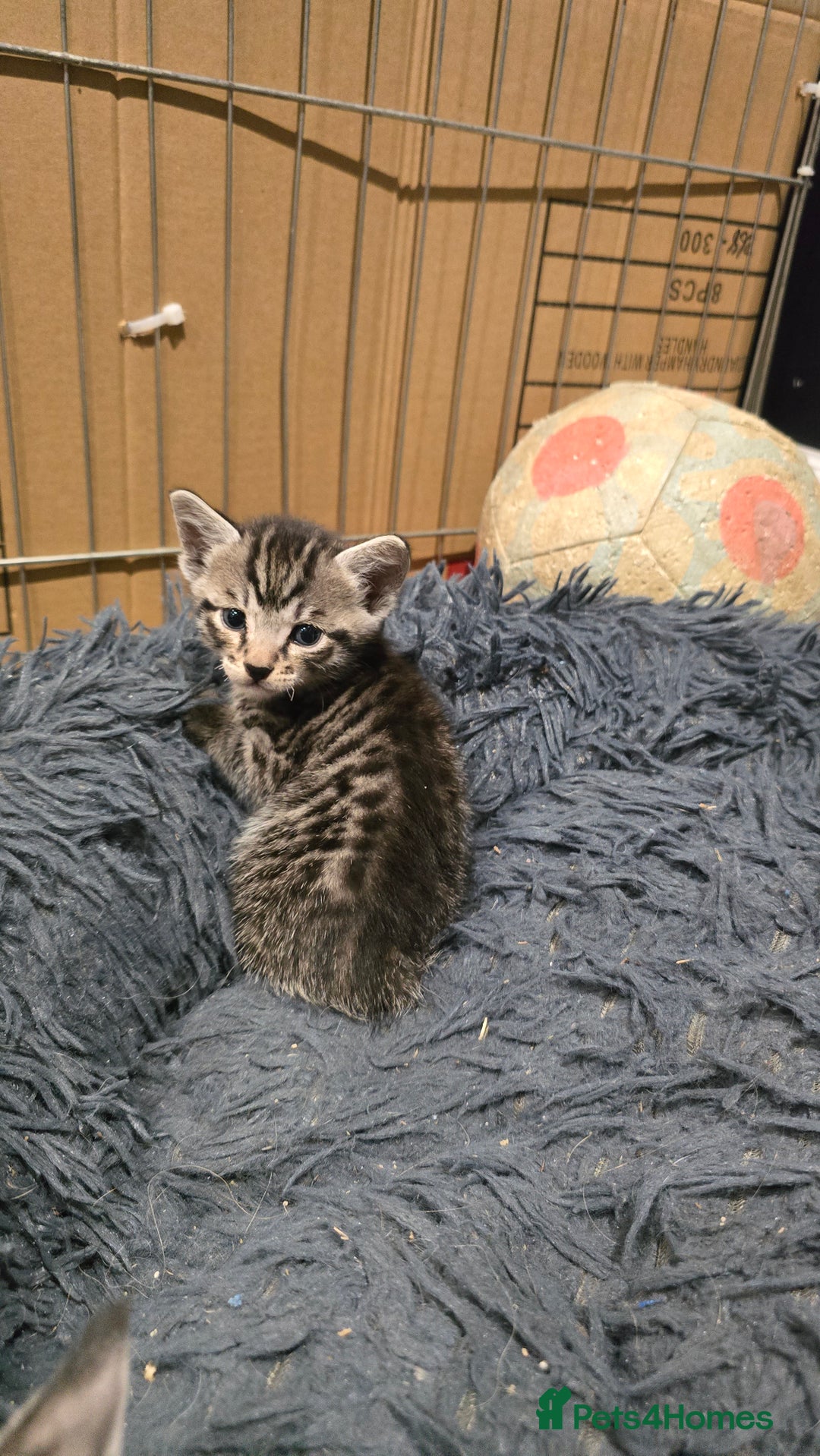 Bengal cats for sale: Bengal x tabby kittens - Image 6