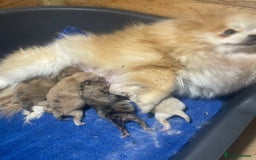 Pomeranian dogs for sale: High quality Pomeranian puppies  - Image 6