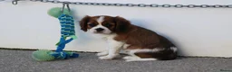 Cavalier King Charles Spaniel dogs for sale: PUG x CAVALIER puppies for sale  - Advert 10