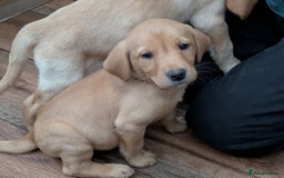 Labrador Retriever dogs for sale: Red and yellow Labrador puppies for sale. - Image 11