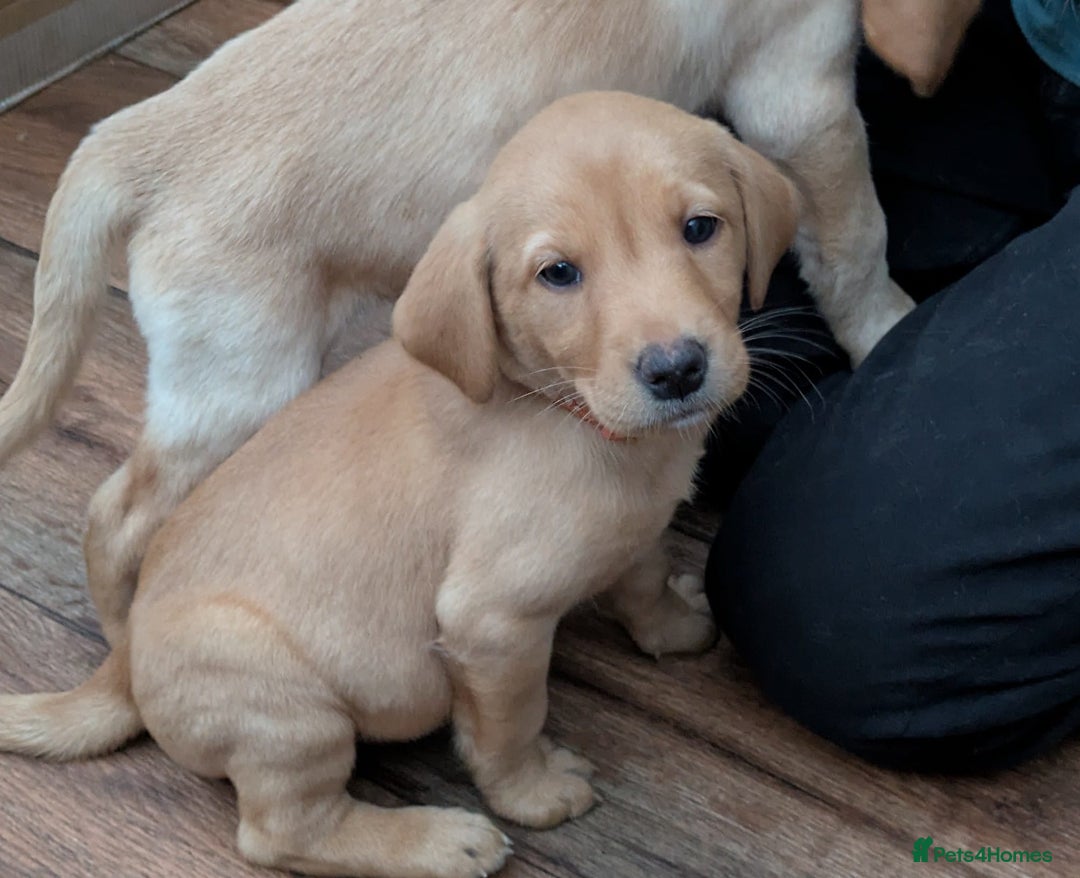 Labrador Retriever dogs for sale: Red and yellow Labrador puppies for sale. - Image 11