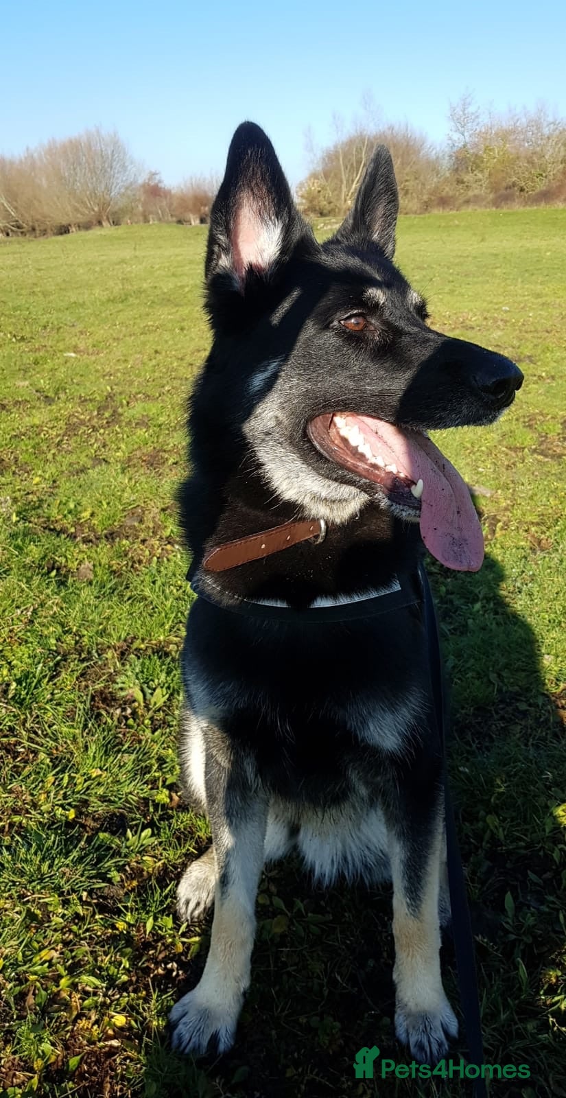 Mixed Breed dogs 9 Year Old Female German Shepard Cross - Advert 2