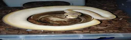 Python Snake reptiles for sale: Royal Python babies - Advert 2