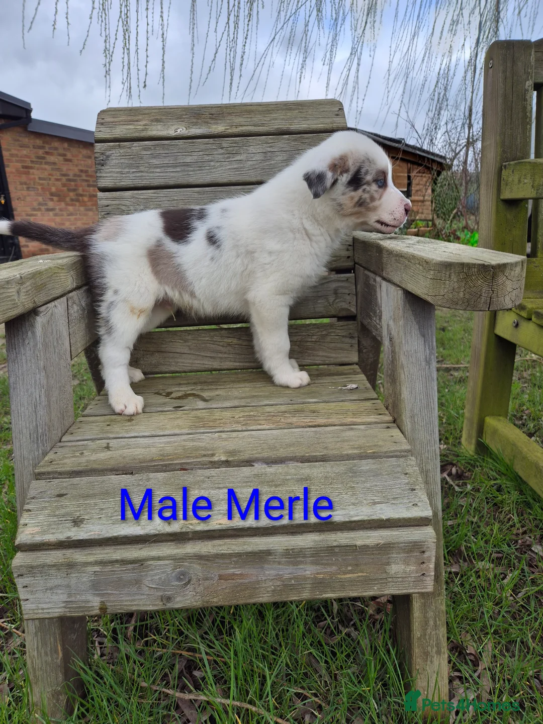 Border Collie dogs for sale: Border Collie Puppies - Advert 5