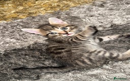Domestic Shorthair cats for sale: Adorable tabby/bengal kittens to a good home - Image 9