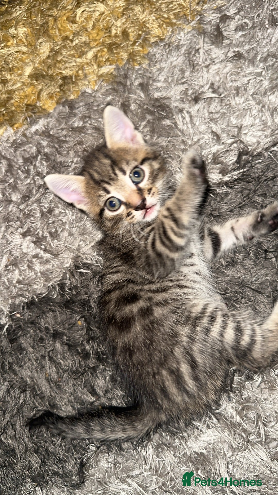Domestic Shorthair cats for sale: Adorable tabby/bengal kittens to a good home - Image 9