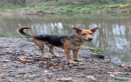 Mixed Breed dogs for adoption: Majestic Charlie  - Advert 2