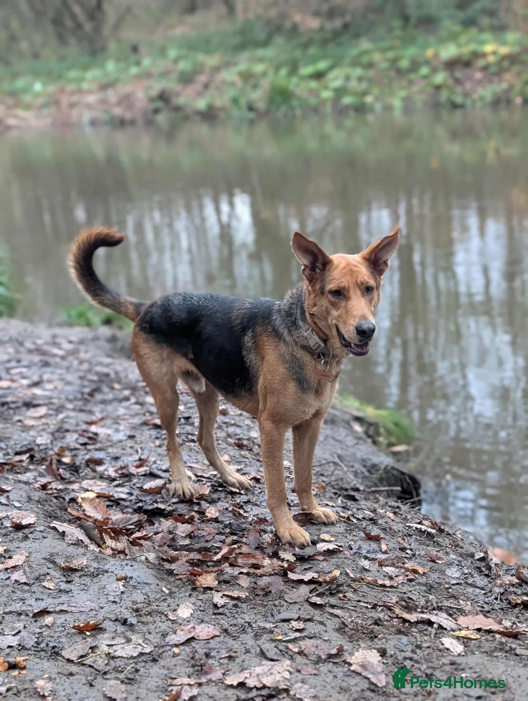 Mixed Breed dogs for adoption: Majestic Charlie  - Advert 2