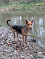 Mixed Breed dogs Majestic Charlie - Advert 2