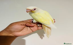Mixed Breed birds for sale: Various birds for sale - Image 5