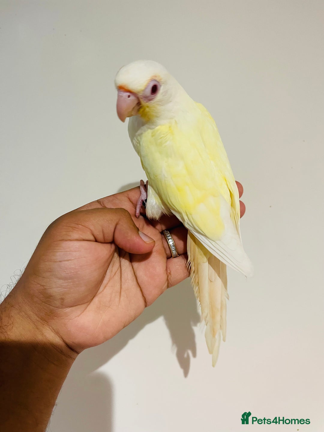 Mixed Breed birds for sale: Various birds for sale - Image 5