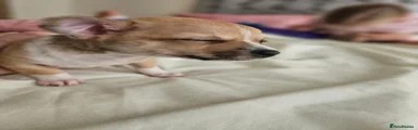 Chihuahua 2