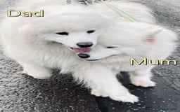 Samoyed dogs for sale: 🐾Adorable Samoyed puppies-ready soon! - Image 9