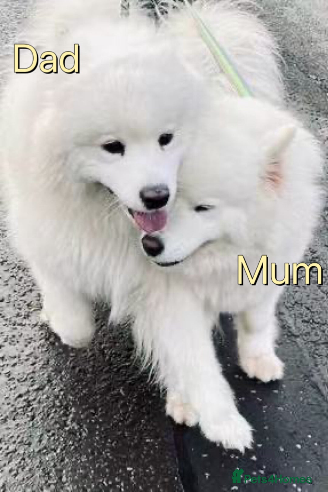 Samoyed dogs for sale: 🐾Adorable Samoyed puppies-ready soon! - Image 9