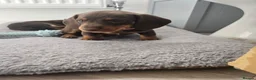 Miniature Dachshund dogs for sale: Miniature Dachshund Puppies - Advert 11