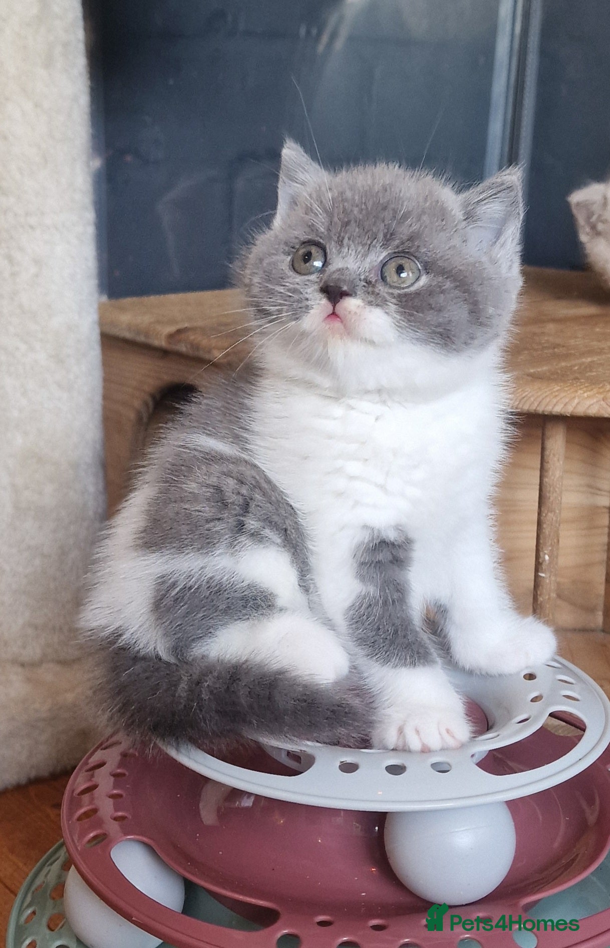 British Shorthair cats Tica reg British Shorthair kittens Champion lines - Advert 1