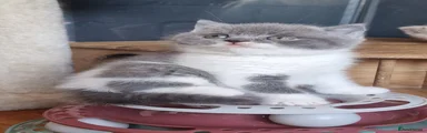 British Shorthair Kitten 2