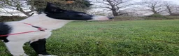 Border Collie dogs for sale: Boy Border collie for sale - Advert 4