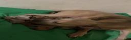 Mixed Breed dogs for sale: Mixed breed puppies for sale  - Advert 7