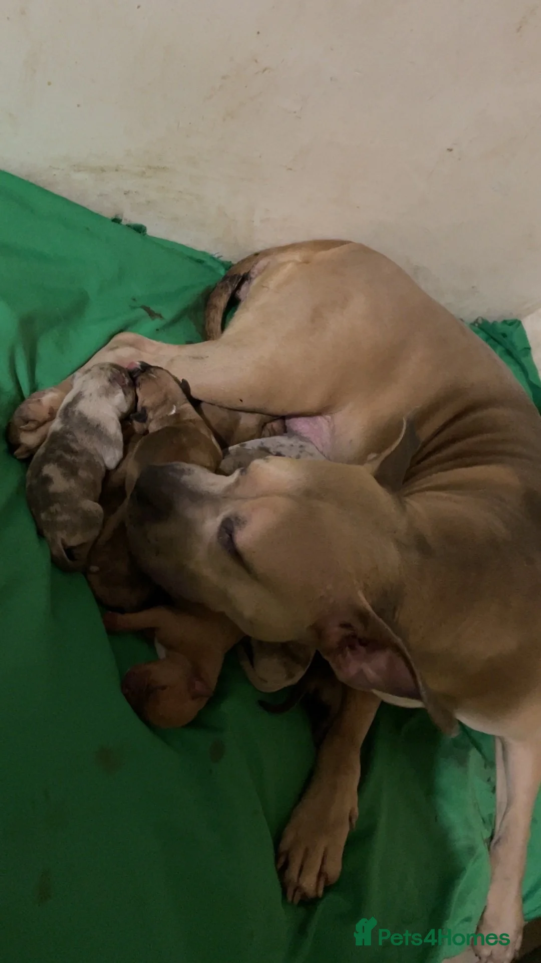 Mixed Breed dogs for sale: Mixed breed puppies for sale  - Advert 7