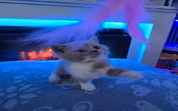 British Shorthair cats for sale: Full pedigree, British short hairs ready now. - Image 9